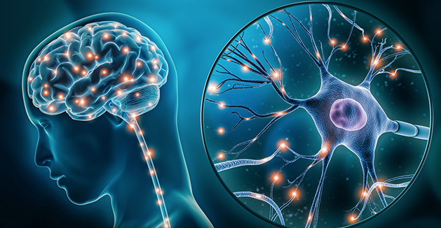 Aportes a la neurociencia